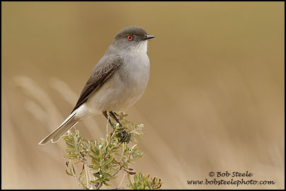 Fire-eyed Duicon (Xolmis pyrope)