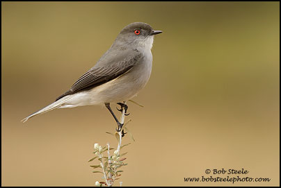 Fire-eyed Duicon (Xolmis pyrope)
