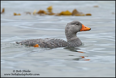 Flightless Steamer-Duck (Tachyeres pteneres)