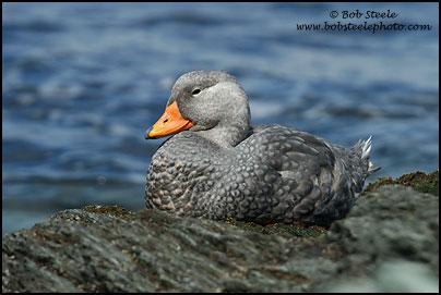 Flightless Steamer-Duck (Tachyeres pteneres)