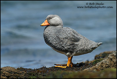Flightless Steamer-Duck (Tachyeres pteneres)