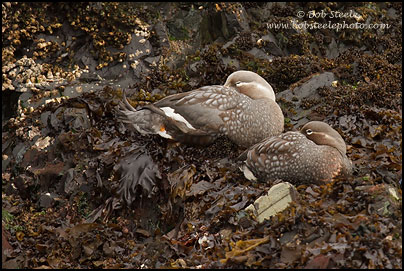 Flightless Steamer-Duck (Tachyeres pteneres)