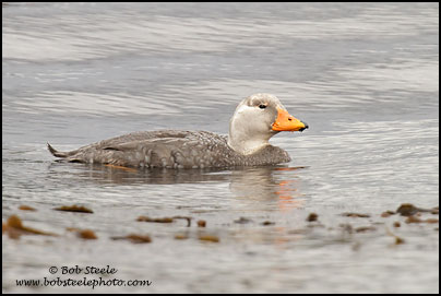 Flightless Steamer-Duck (Tachyeres pteneres)