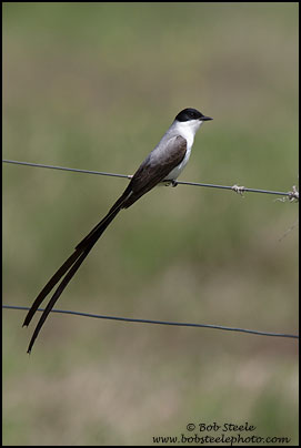Fork-tailed Flycatcher (Tyrannus savana)