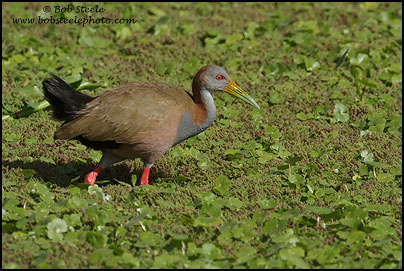 Giant Wood-Rail (Aramides ypecaha)