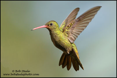 Gilded Hummingbird (Hylocharis chrysura)