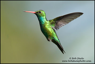 Glittering-bellied Emerald (Chlorostilbon aureoventris)