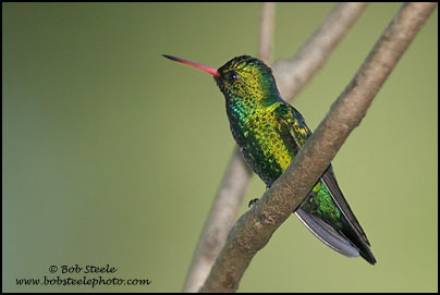 Glittering-bellied Emerald (Chlorostilbon aureoventris)