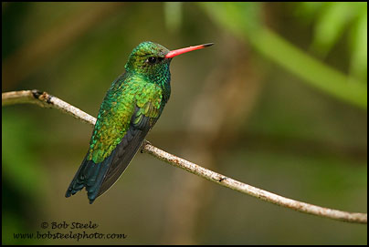 Glittering-bellied Emerald (Chlorostilbon aureoventris)