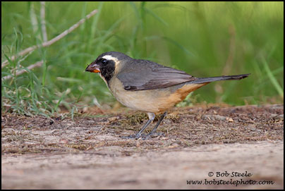Golden-billed Saltator (Saltator aurantiirostris)