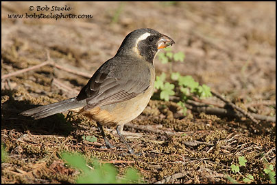 Golden-billed Saltator (Saltator aurantiirostris)