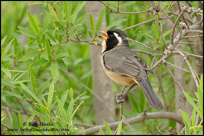 Golden-billed Saltator (Saltator aurantiirostris)