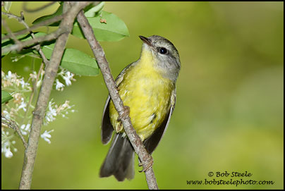 Golden-crowned Warbler (Basileuterus culicivorus)