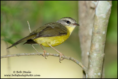 Golden-crowned Warbler (Basileuterus culicivorus)