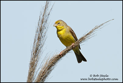Grassland Yellow-Finch (Sicalis luteola)