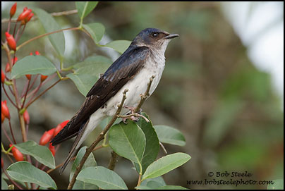 Gray-breasted Martin (Progne chalybea)