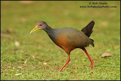 Gray-necked Wood-Rail (Aramides cajanea)