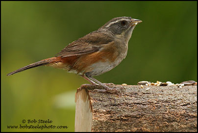 Gray-throated Warbling-Finch (Poospiza cabanisi)