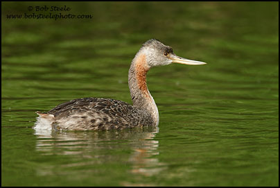 Great Grebe (Podiceps major)