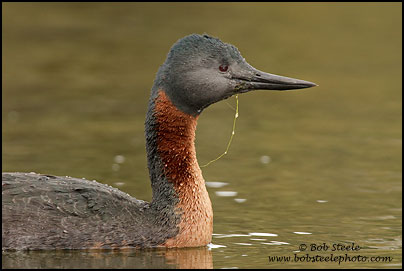 Great Grebe (Podiceps major)