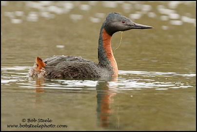 Great Grebe (Podiceps major)