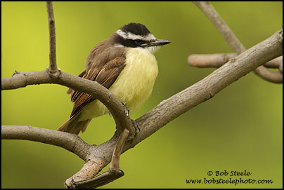 Great Kiskadee (Pitangus sulphuratus)