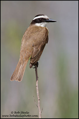 Great Kiskadee (Pitangus sulphuratus)