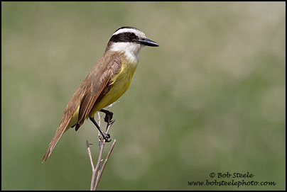 Great Kiskadee (Pitangus sulphuratus)