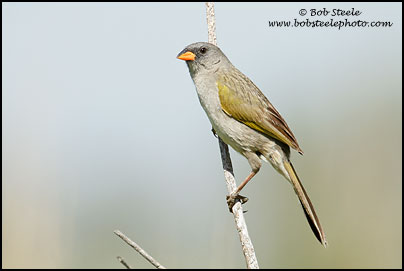 Great Pampa-Finch (Embernagra platensis)