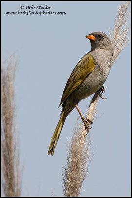Great Pampa-Finch (Embernagra platensis)