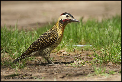 Green-barred Woodpecker (Colaptes melanochloros)