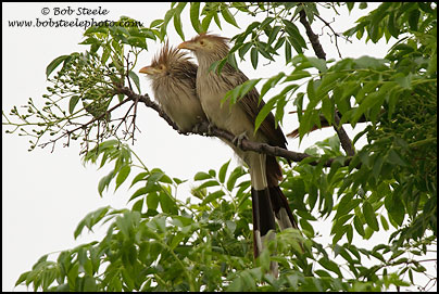 Guira Cuckoo (Guira guira)
