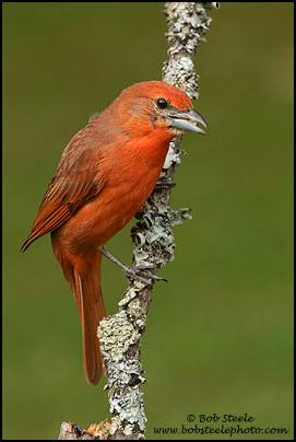 Hepatic Tanager (Piranga flava)