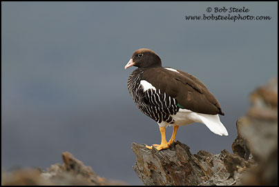 Kelp Goose (Chloephaga hybrida)