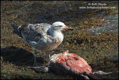 Kelp Gull (Larus dominicanus)