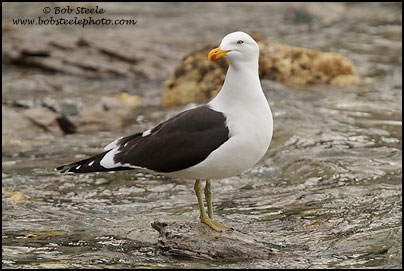 Kelp Gull (Larus dominicanus)