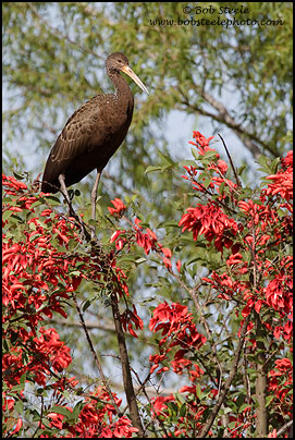 Limpkin (Aramus guarauna)
