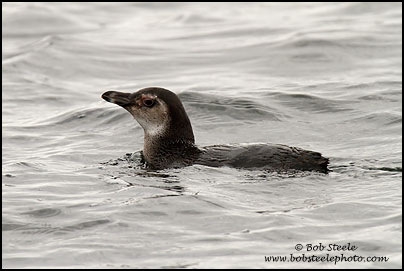 Magellanic Penguin (Phalacrocorax magellanicus)