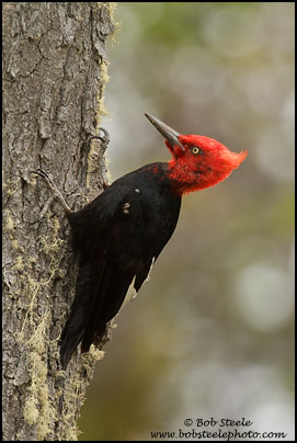 Magellanic Woodpecker (Campephilus magellanicus)
