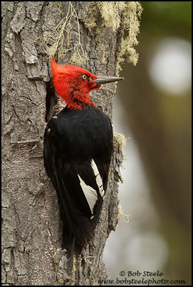Magellanic Woodpecker (Campephilus magellanicus)