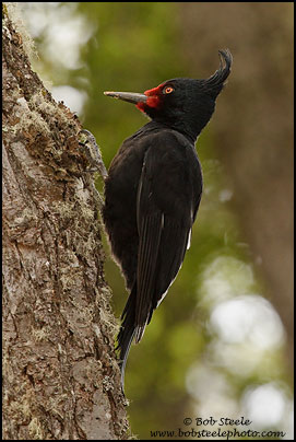 Magellanic Woodpecker (Campephilus magellanicus)