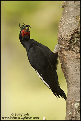 Magellanic Woodpecker (Campephilus magellanicus)