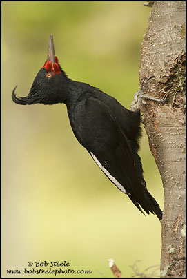 Magellanic Woodpecker (Campephilus magellanicus)