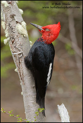 Magellanic Woodpecker (Campephilus magellanicus)