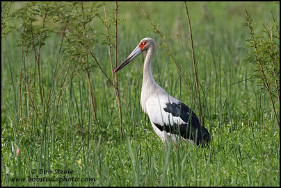 Maguari Stork (Ciconia maguari)