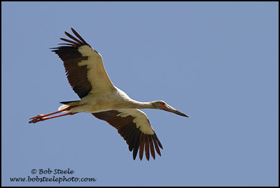 Maguari Stork (Ciconia maguari)