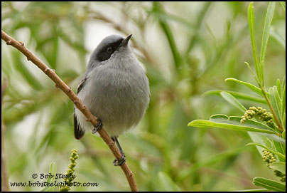 Masked Gnatcatcher (Polioptila dumicola)