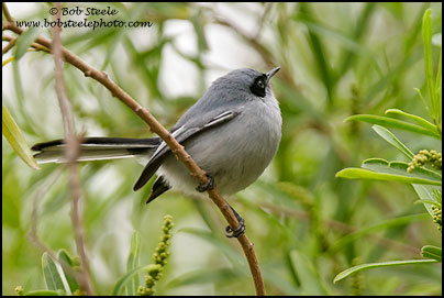 Masked Gnatcatcher (Polioptila dumicola)