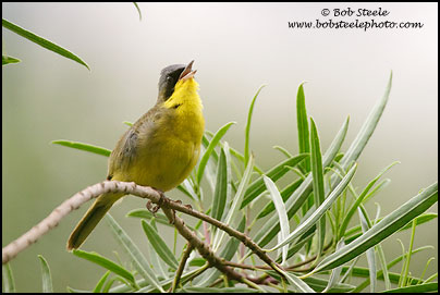 Masked Yellowthroat (Geothlypis aequinoctialis)
