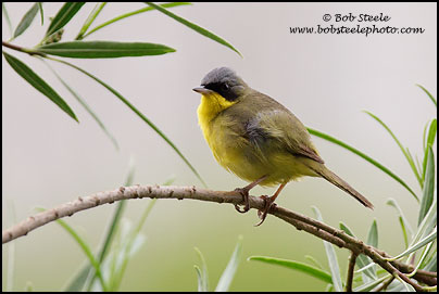 Masked Yellowthroat (Geothlypis aequinoctialis)